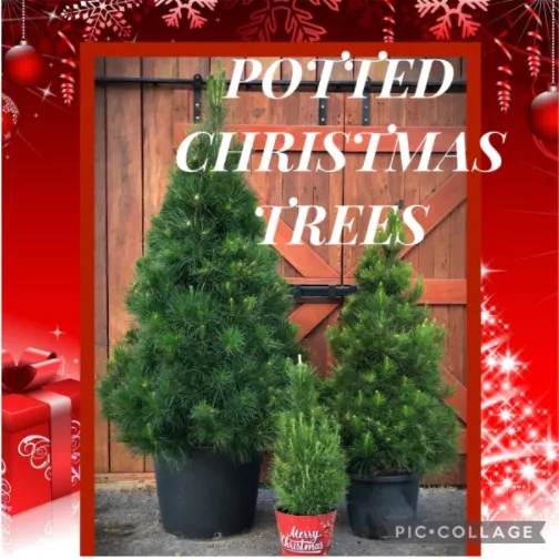 Chrissy Trees 4 U also sell potted Christmas trees