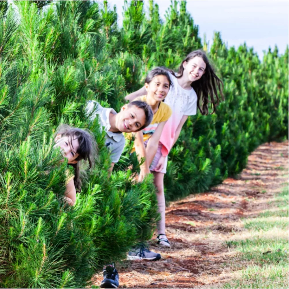 Family having fun at the Chrissy Trees 4 U farm
