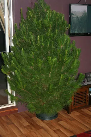 Step 5 - Decorate and enjoy. If properly cared for, your Christmas tree will last 3 weeks