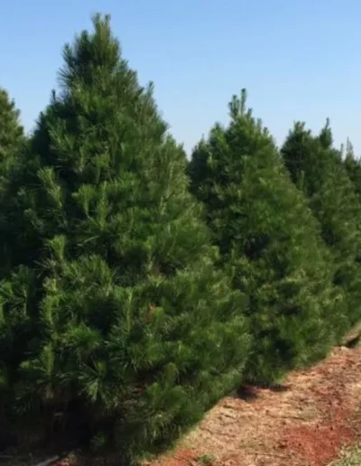 perfectly manicured pine trees growing in a row at Chrissy Trees 4 U farm