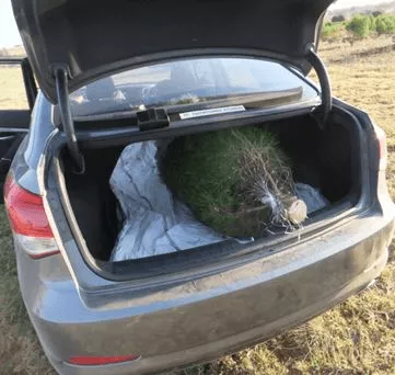 Netting, Step 4 - This 7 ft netted tree fits comfortably in the back of a Hyundai i40.