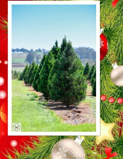 A picture of a row of the Christmas trees on the farm with a Christmas border around it