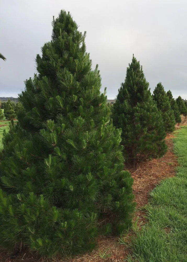 There is nothing like the scent of pine filling the room at Christmas with one of these beautiful, fresh, live Christmas trees!