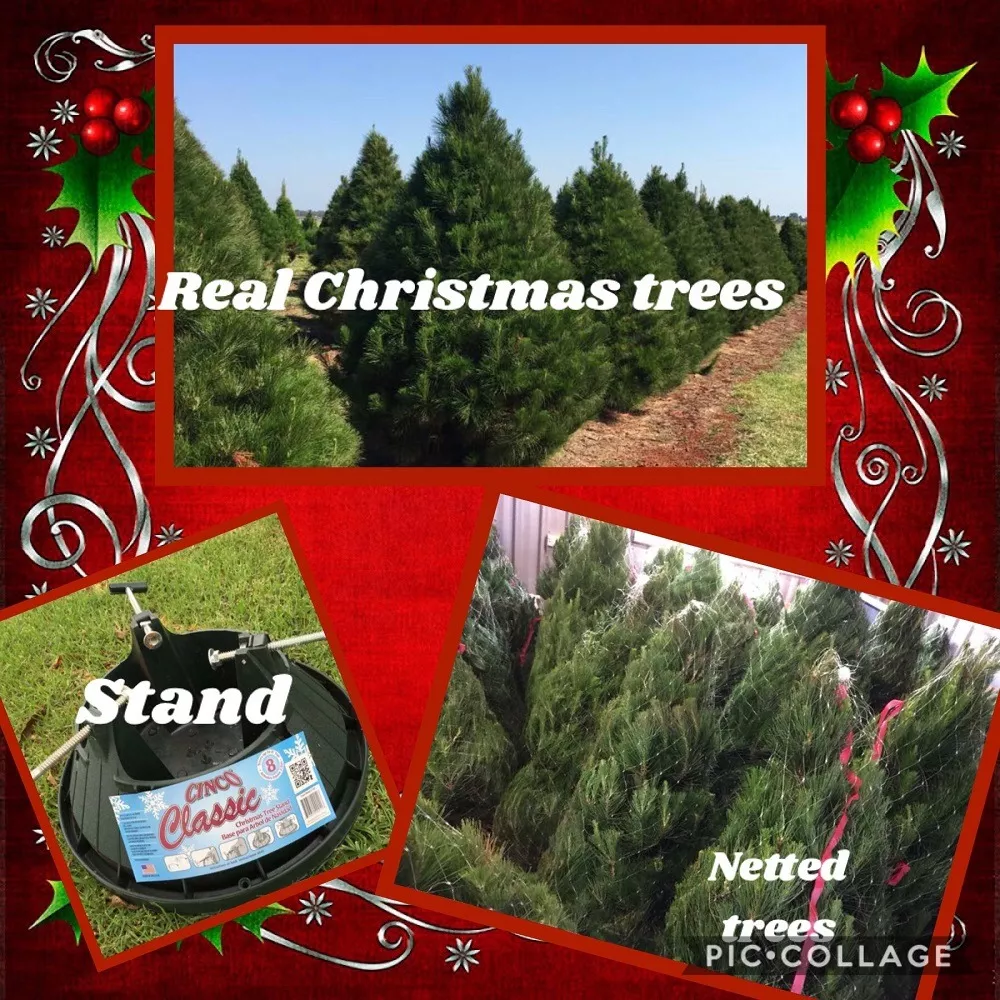 Pictures of the Trees on the Farm and the tree stands available at Chrissy Trees 4 U