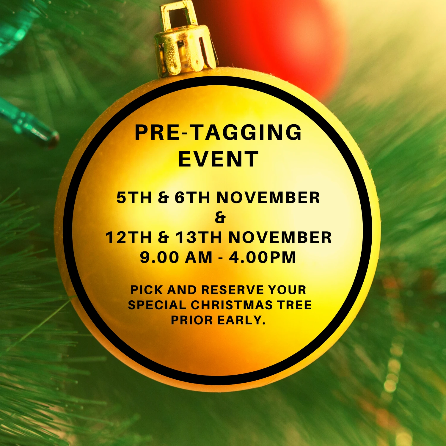Tree tagging at Kingaroy farm on 5th and 6th November and 12 and 13th November 2022