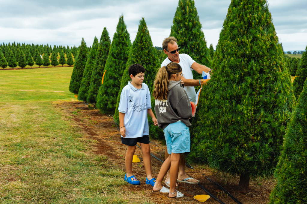 Photo of the Christmas tree farm