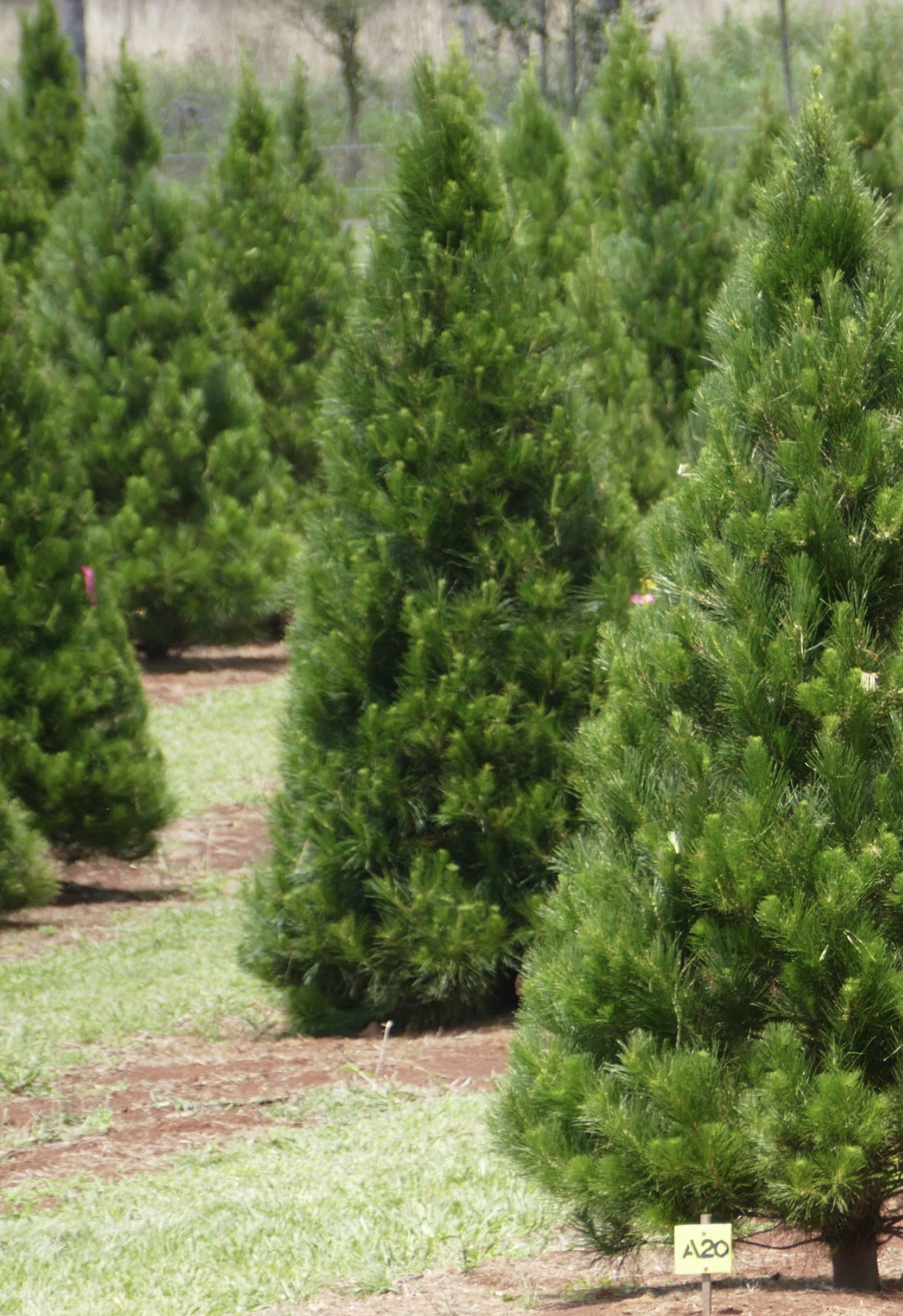 About Chrissy Trees 4 U's real Christmas trees