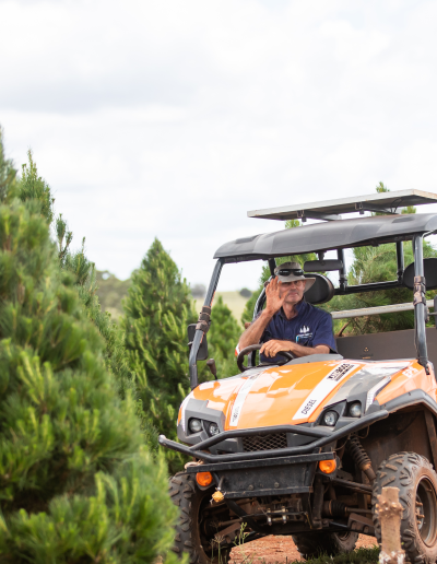 Live Christmas Tree Harvesting